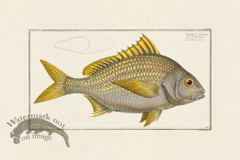 BLOCH FISH 247